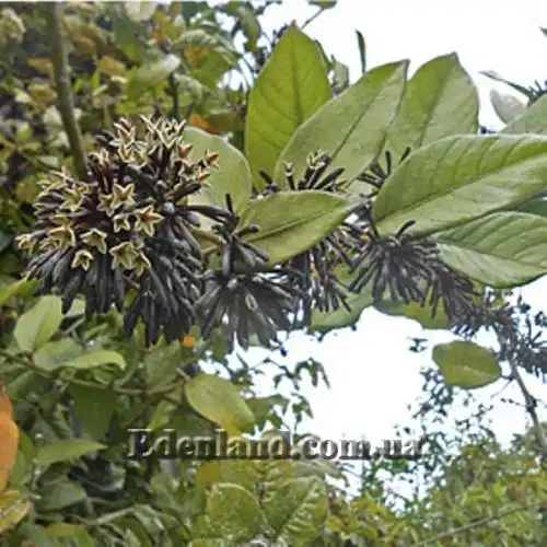 Изображение Цеструм самшитолистный  - Cestrum buxifolium