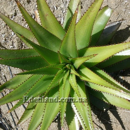 Зображення доросла рослина