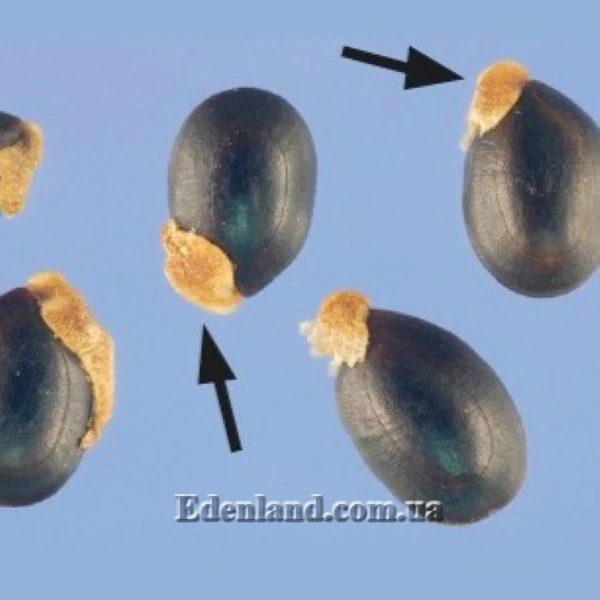 Зображення Арилюс насіння акації