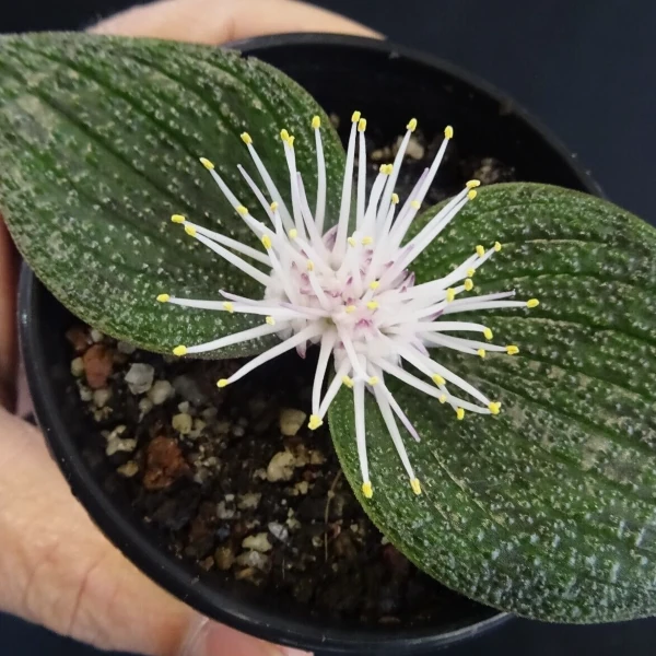 Изображение Массония пузырчатая  - Massonia pustulata 