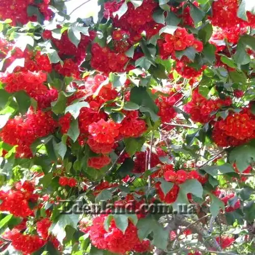 Зображення Домбея верхівкова - Dombeya cacuminum