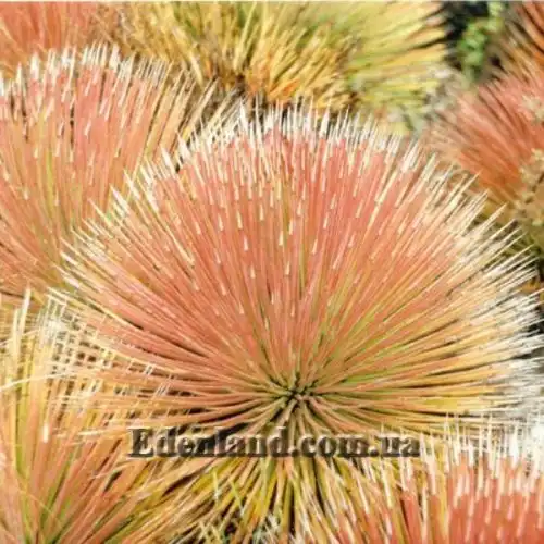 Изображение Агава сжатая красная - Agave stricta Rubra