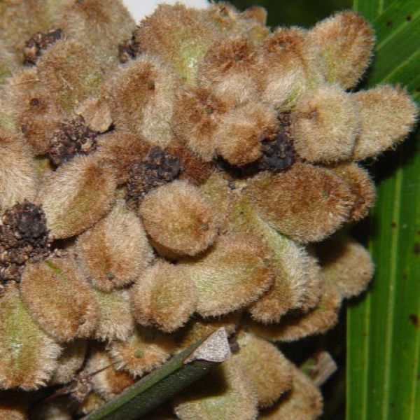 Зображення молоді плоди