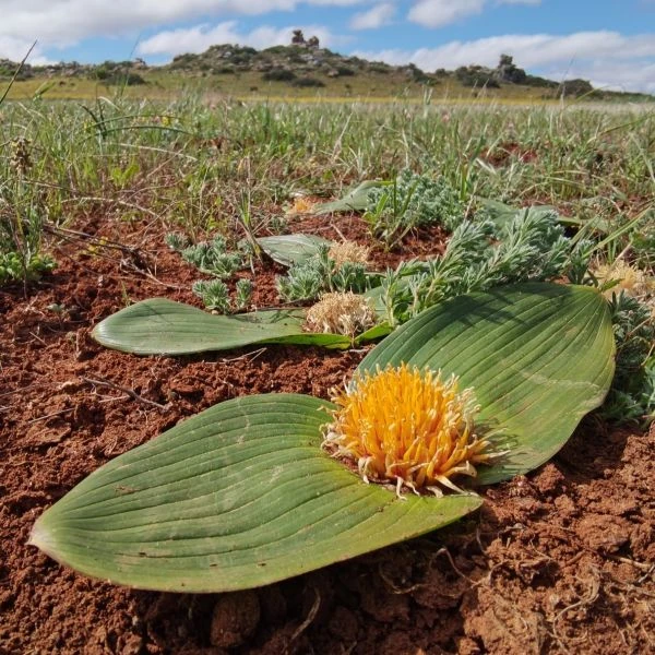 Зображення Даубенія капська - Daubenya capensis 
