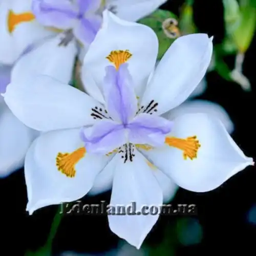 Изображение Диетес крупноцветковый       - Dietes grandiflora
