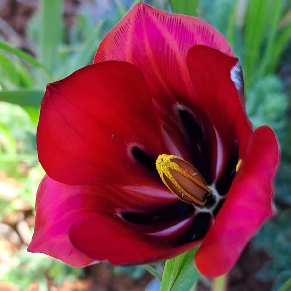 Зображення Ромулея однобратна - Romulea monadelpha  