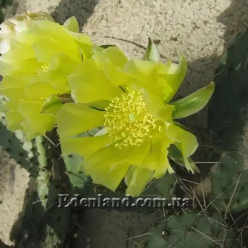 Изображение цветение