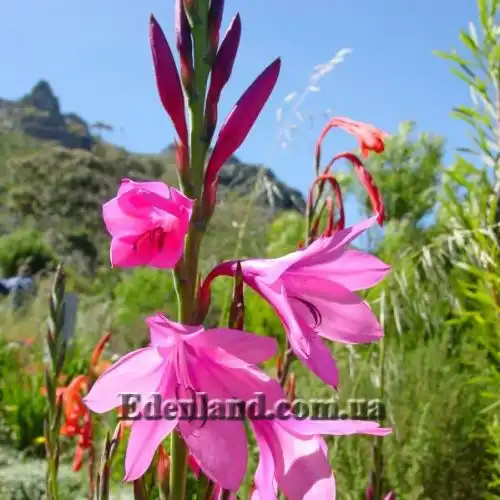 Ватсонія Бурбонська - Watsonia borbonica 