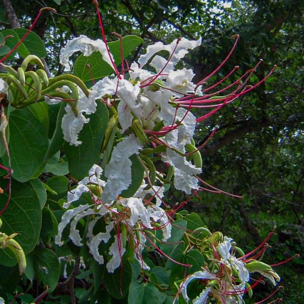 Зображення Баухінія Петерсона - Bauhinia petersiana