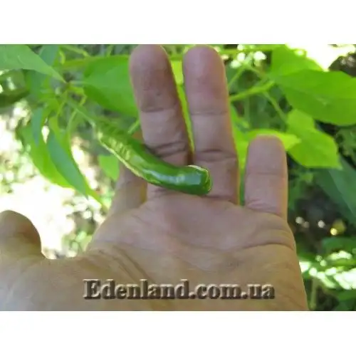 Изображение Перец Bro Dick