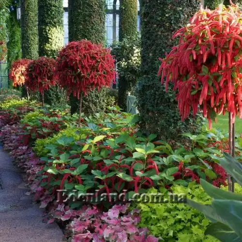 Зображення Акаліфа щетиниста - Acalypha hispida