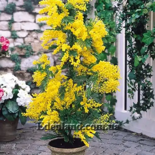 Изображение Акация беловатая (серебристая) - Acacia dealbata
