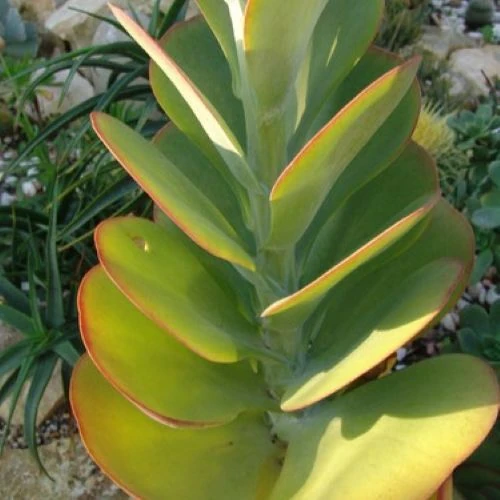 Зображення Каланхое Лусія - Kalanchoe luciae