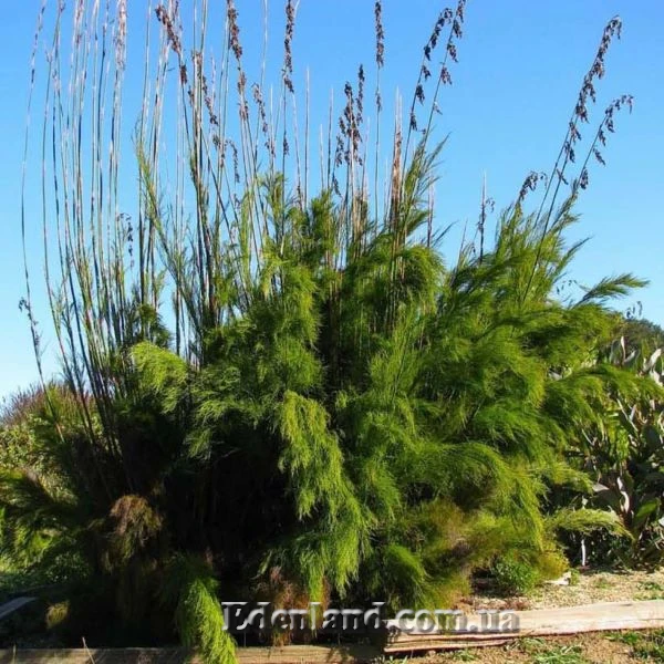 Изображение Родокома гигантская  - Rhodocoma gigantea