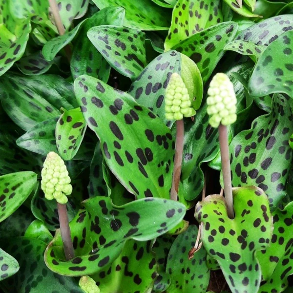 Изображение Дримиопсис пятнистый  - Drimiopsis maculata 