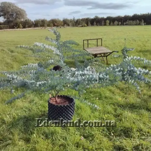 Изображение Эвкалипт припудренный Сорт Baby Blue - Eucalyptus pulverulenta
