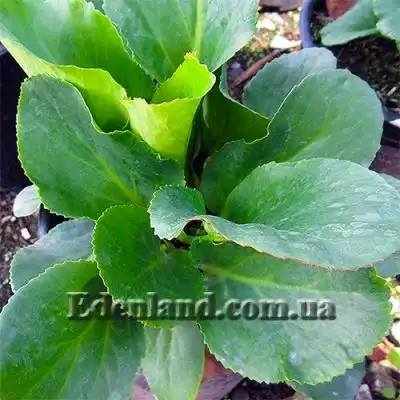Изображение Бадан толстолистный  - Bergenia crassifolia