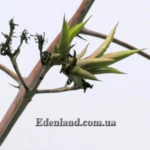 Изображение молодые розетки на цветоносе