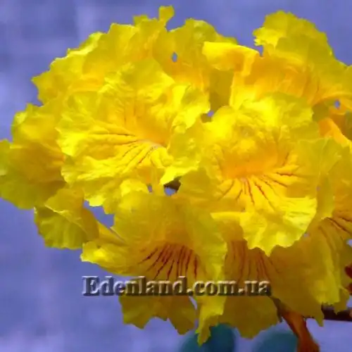 Изображение Табебуя золотистоцветковая - Tabebuia chrysantha