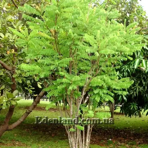 Зображення Аверроа білімбі - Averrhoa bilimbi