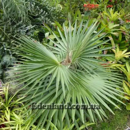 Изображение Коккотринакс борхидиана - Coccothrinax borhidiana