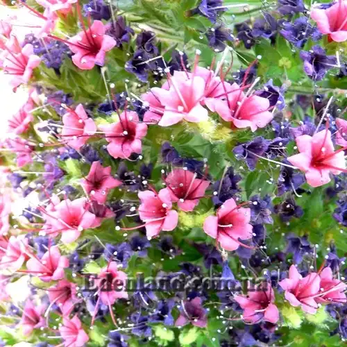 Изображение распускающиеся и засыхающие цветы