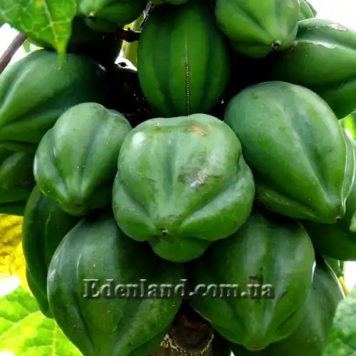 Изображение Карика кундинамаркская - Carica cundinamarcensis