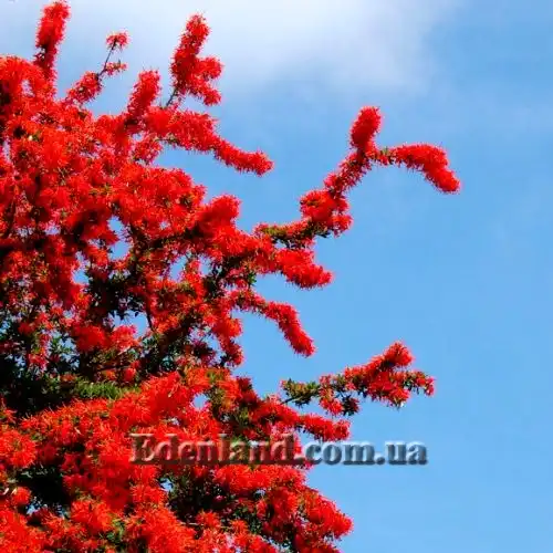 Изображение цветущее дерево