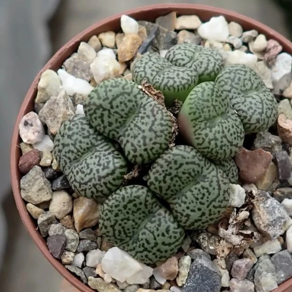 Изображение Конофитум обратносердцевидный  - Conophytum obcordellum