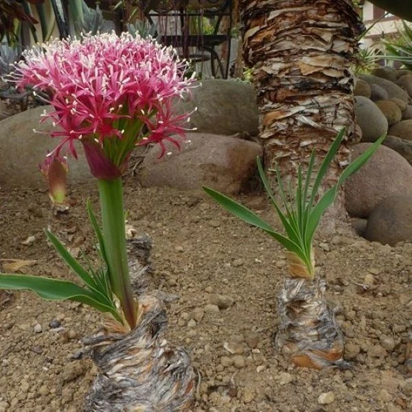 Изображение Боофона двухрядная  - Boophone disticha