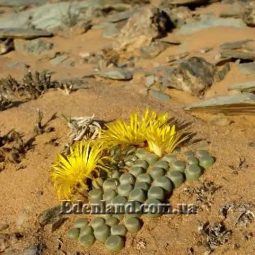 Изображение Фенестрария Булаволистная - Fenestraria rhopalophylla subsp. aurantiaca 