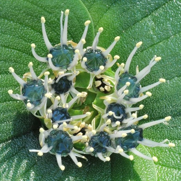 Изображение Массония пузырчатая  - Massonia pustulata 