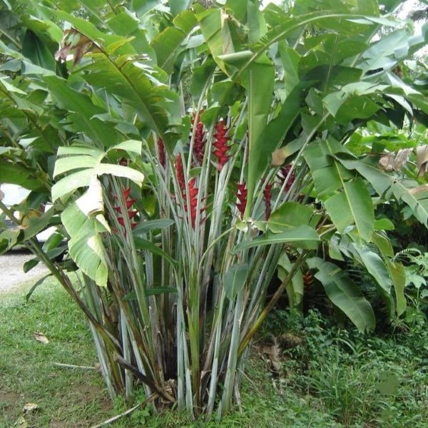 Зображення Геліконія біхай 'Lobster Claw Two' - Heliconia bihai 'Lobster Claw Two' 
