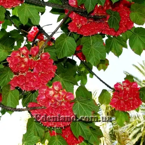 Зображення Домбея верхівкова - Dombeya cacuminum