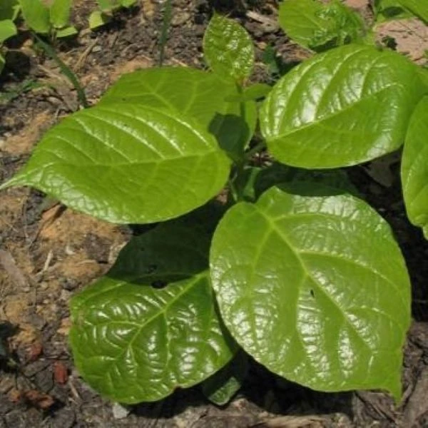 Изображение Синокаликантус китайский - Sinocalycanthus chinensis