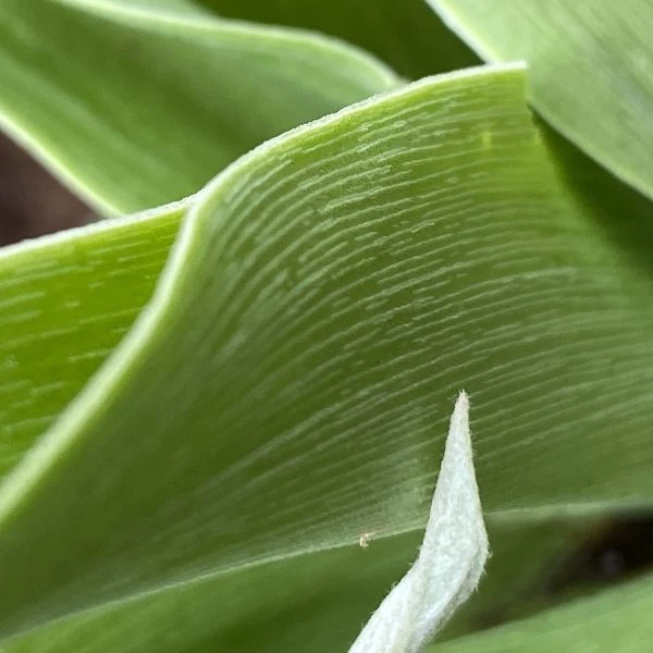 Изображение Ледебурия шершаволистная  - Ledebouria asperifolia