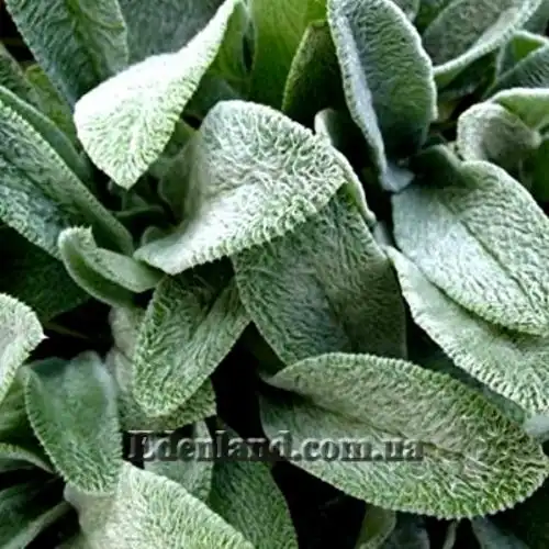 Изображение Стахис византийский - Stachys byzantina