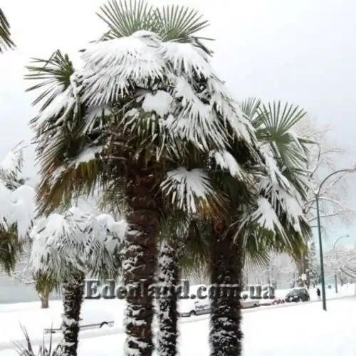 Изображение Трахикарпус Форчуна - Trachycarpus fortunei