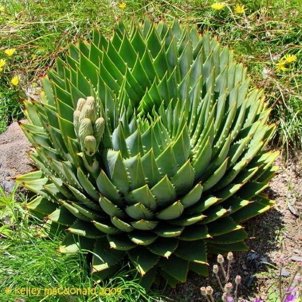 Зображення поява квітконоса