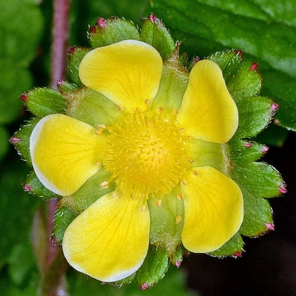 Изображение Лапчатка индийская  - Potentilla indica 