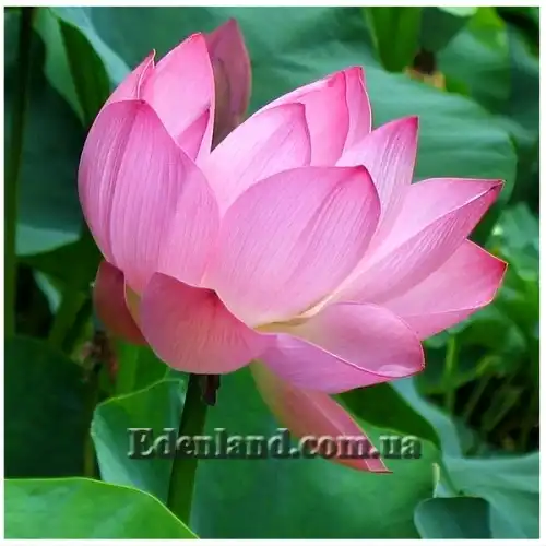 Зображення квітка