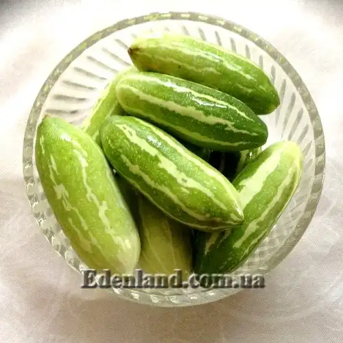 Изображение зеленые плоды