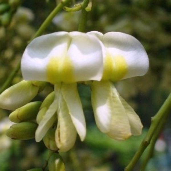 Изображение Стифнолобиум японский  - Styphnolobium japonicum