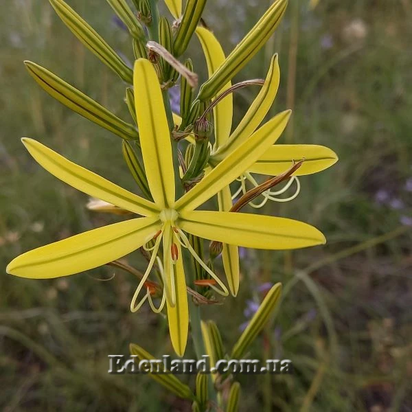 Асфоделіна ліборнська - Asphodeline liburnica