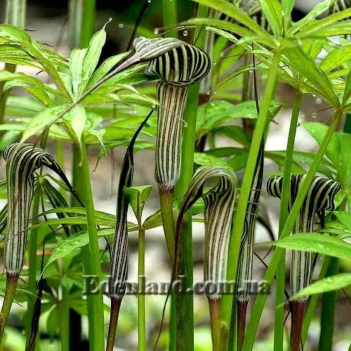 Изображение цветущие растения