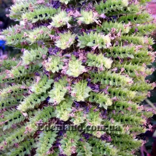 Изображение созревающие семена