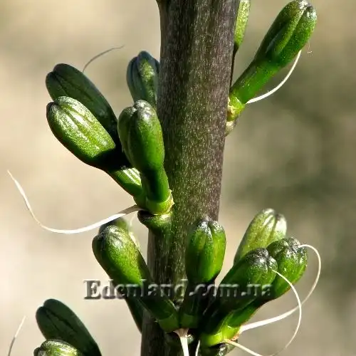 Зображення бутоны