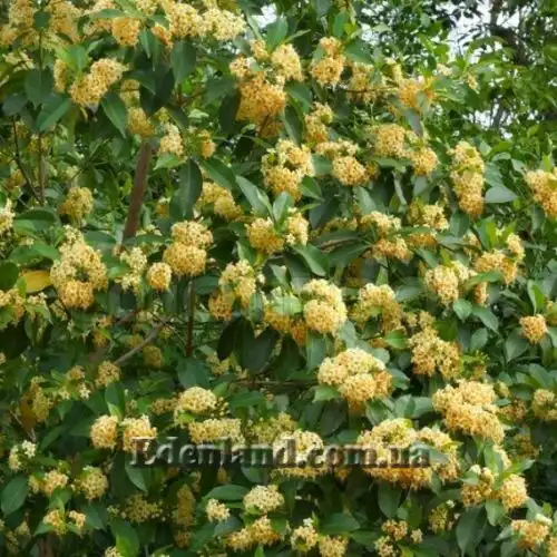Изображение Фагрея душистая - Fagraea fragrans