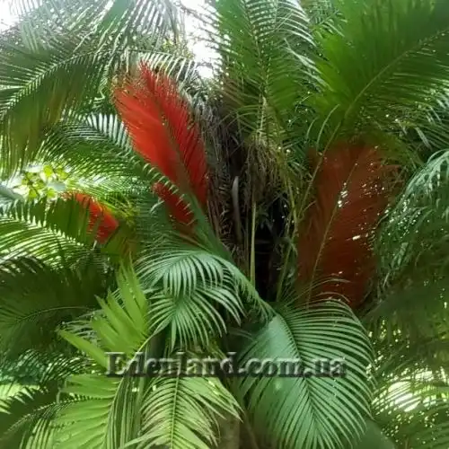 Изображение Дипсис волокнистый - Dypsis fibrosa