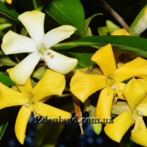 Изображение Гименоспорум желтый - Hymenosporum flavum